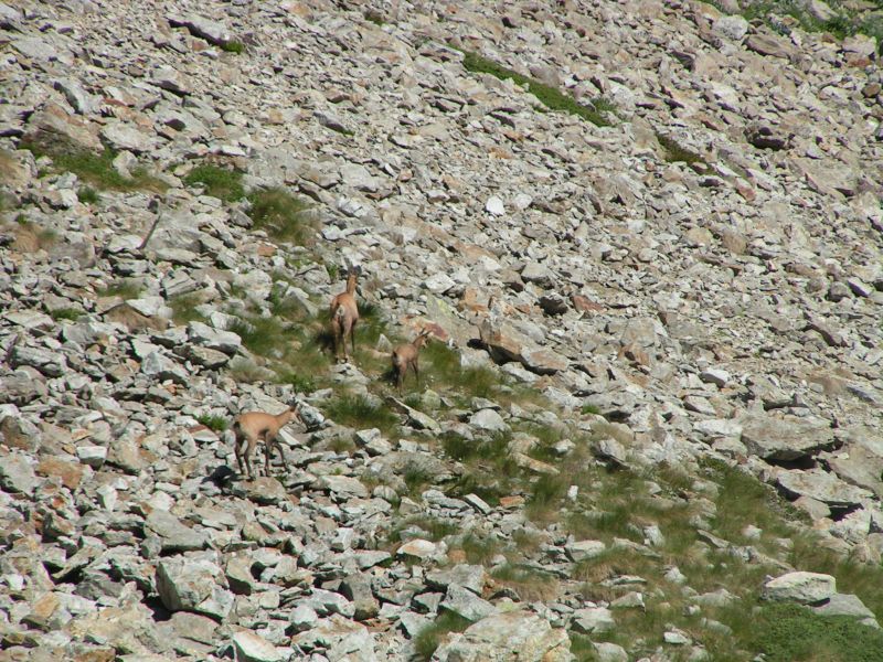 17685-Chamois.jpg