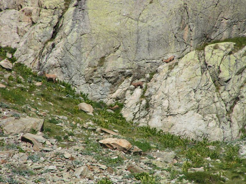 17688-Chamois.jpg