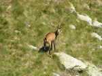 17806-Chamois