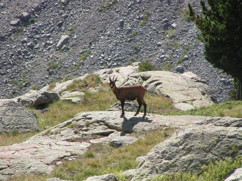 17822-Chamois.jpg