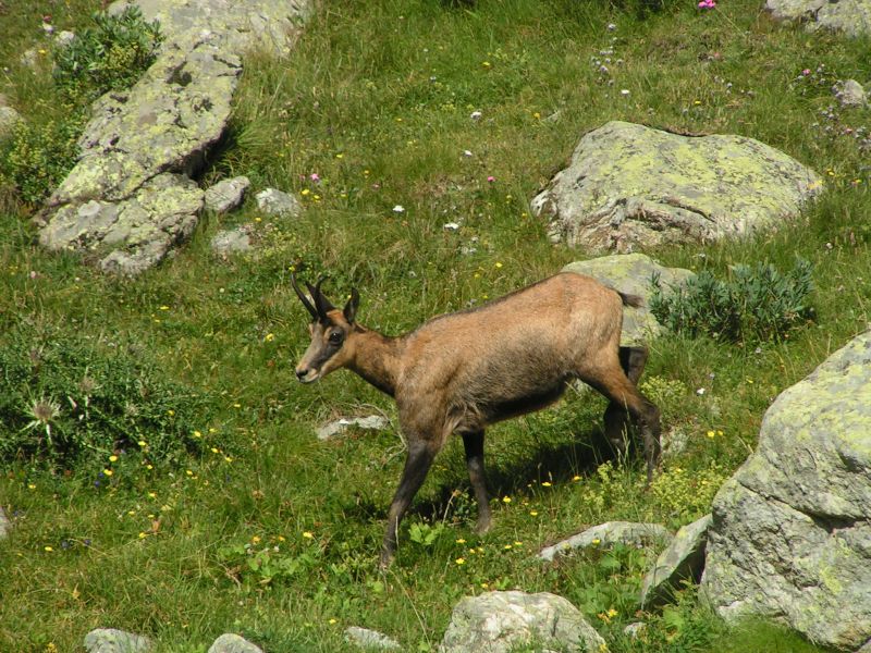 17831-Chamois.jpg