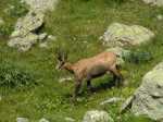 17831-Chamois