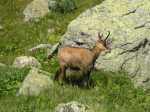 17833-Chamois