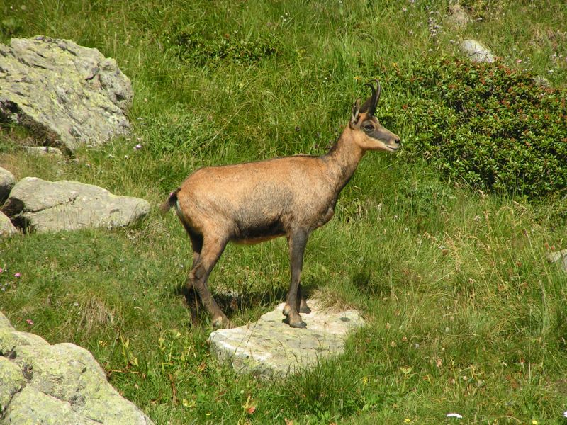 17838-Chamois.jpg