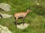 17838-Chamois