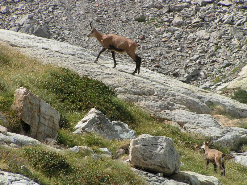 17982-Chamois.jpg