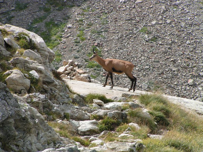 17983-Chamois.jpg