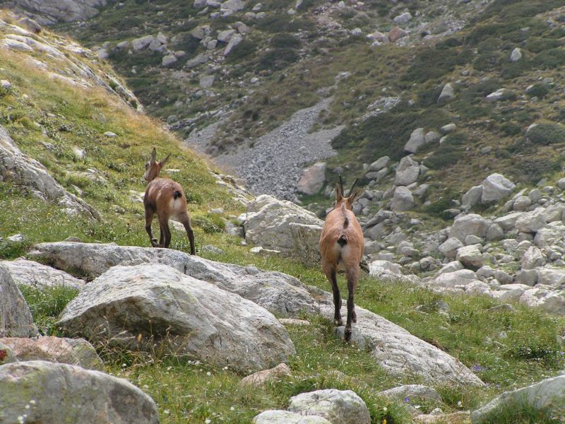 17984-Chamois.jpg