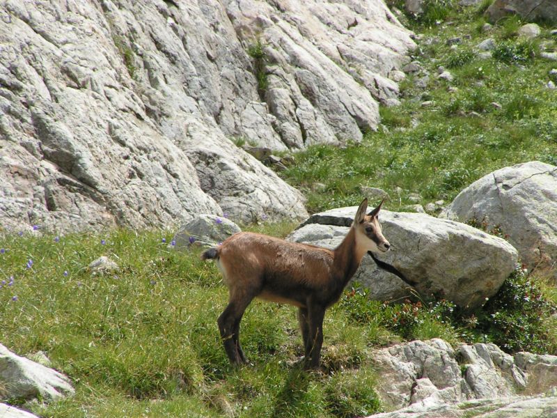 17987-Chamois.jpg