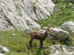 17987-Chamois