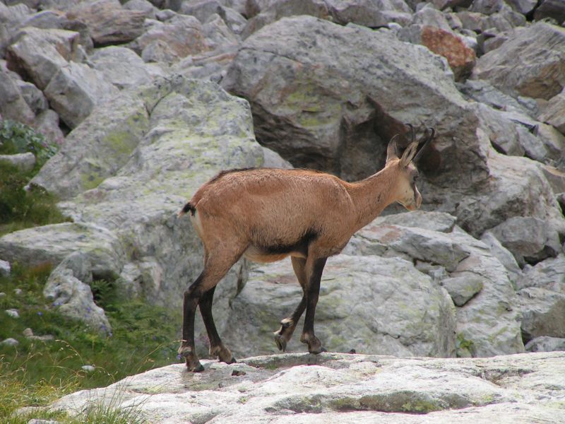 17991-Chamois.jpg