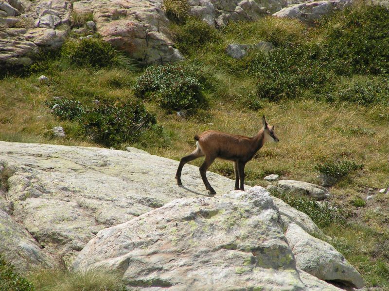 17993-Chamois.jpg