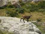 17993-Chamois