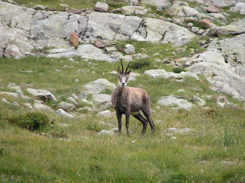 18002-Chamois.jpg