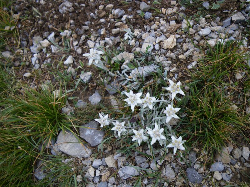 090809_1451-2555-Edelweiss.jpg