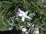 120708 1305-0483-Edelweiss