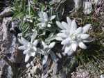 120708 1305-0485-Edelweiss