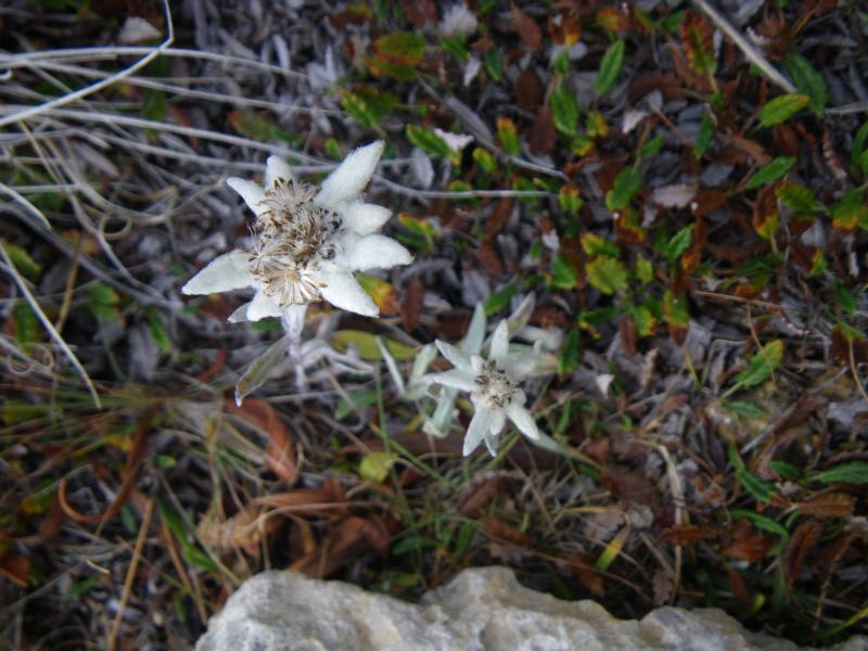 120923_1406-1505-Edelweiss.jpg