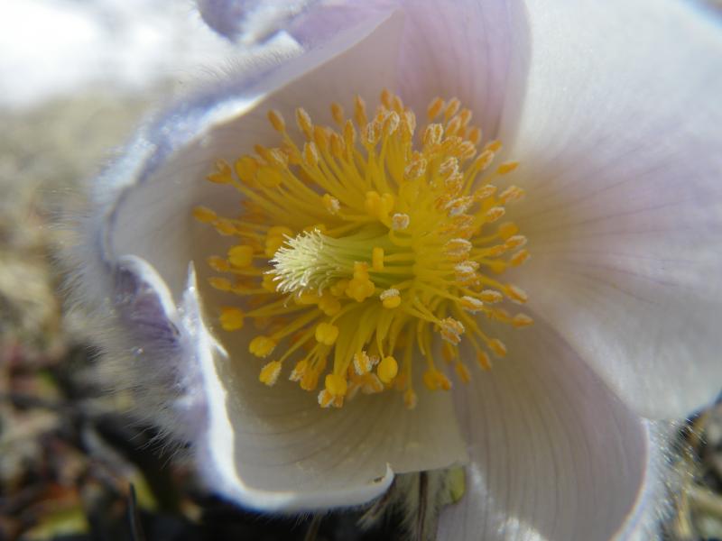 160424_1214-2609-Anemone_alpina.jpg