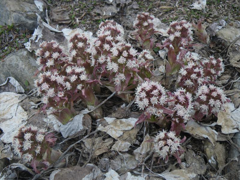 160508_1200-2733-Petasite_paradoxal.jpg