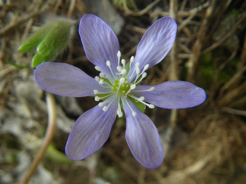 160508_1603-2818-Anemone_hepatique.jpg