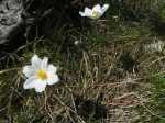 190526 1024-09-Anemone des Alpes