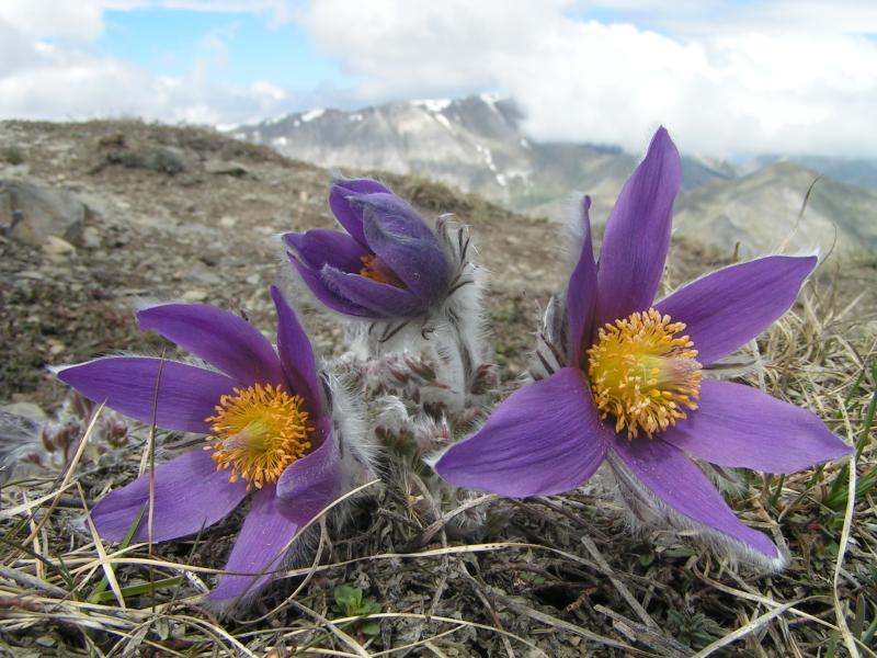 190526_1150-35-Anemones_de_Haller.jpg