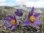 190526 1150-35-Anemones de Haller