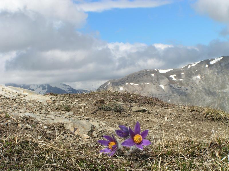 190526_1151-36-Anemones_de_Haller.jpg